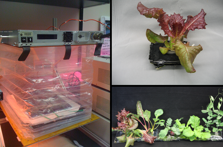 NASA Space Lettuce Project